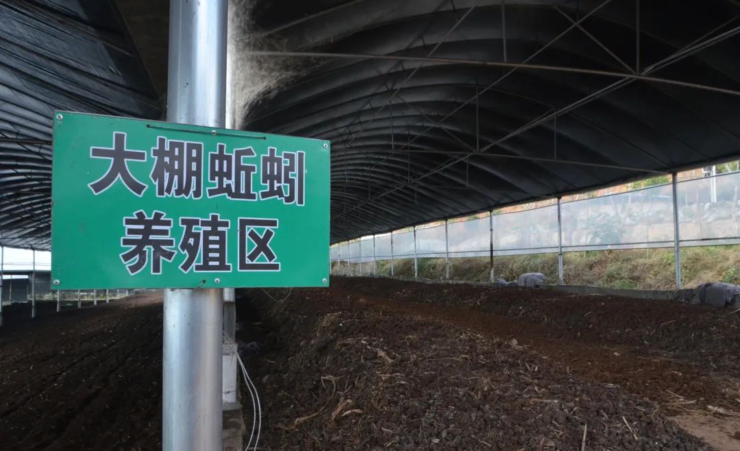 的凈工業(yè)除臭劑高效治理蚯蚓養(yǎng)殖惡臭異味大、牛糞味濃 .jpg