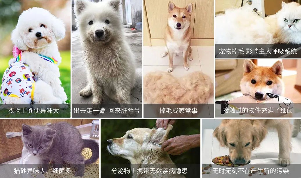 寵物氣味彌漫整個屋子，潔匠凈化教您如何除味.jpg
